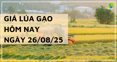 Giá Lúa Gạo Hôm Nay Ngày 26/8/2025: Xuất Khẩu Hạ Nhiệt