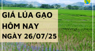 Giá Lúa Gạo Hôm Nay Ngày 26/7/2025: Gạo Xuất Khẩu Giảm Nhẹ