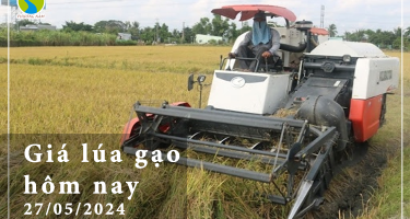 Giá lúa gạo hôm nay ngày 24/05/2024: Giá gạo nguyên liệu giảm nhẹ