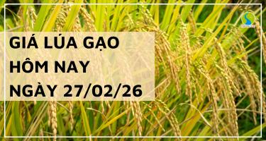 Giá Lúa Gạo Hôm Nay Ngày 27/2/2026: Xuất Khẩu Hạ Nhiệt Nhẹ
