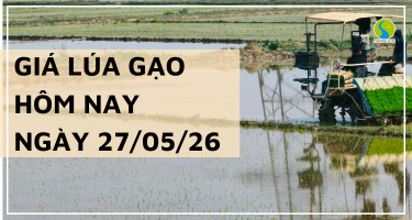 Giá Lúa Gạo Hôm Nay Ngày 27/5/2026: Giao dịch chậm