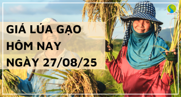 Giá Lúa Gạo Hôm Nay Ngày 27/8/2025: Gạo Nguyên Liệu Xuất Khẩu Giảm Sâu