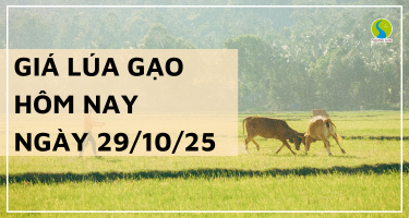 Giá Lúa Gạo Hôm Nay Ngày 29/10/2025: Biến Động Nhẹ