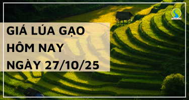 Giá Lúa Gạo Hôm Nay Ngày 27/10/2025: Giao Dịch Trầm Lắng