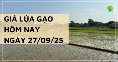Giá Lúa Gạo Hôm Nay Ngày 27/9/2025: Lúa Tươi Chững Giá
