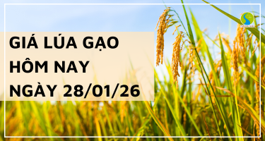 Giá Lúa Gạo Hôm Nay Ngày 28/1/2026: Giao Dịch Đông Xuân Chững Lại