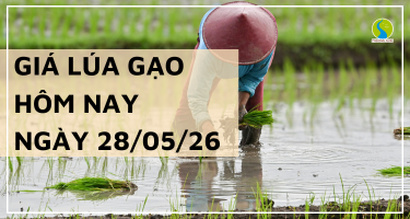 Giá Lúa Gạo Hôm Nay Ngày 28/5/2026: Giá đi ngang