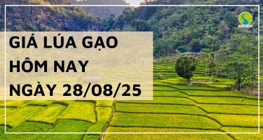 Giá Lúa Gạo Hôm Nay Ngày 28/8/2025: Gạo Xuất Khẩu Tiếp Tục Giảm