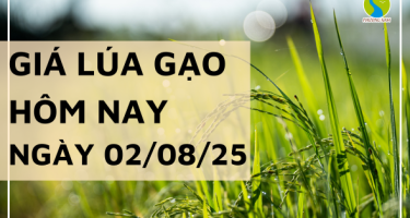 Giá Lúa Gạo Hôm Nay Ngày 2/8/2025: Gạo Nguyên Liệu Tiếp Tục Giảm Nhẹ
