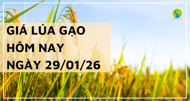 Giá Lúa Gạo Hôm Nay Ngày 29/1/2026: Lúa Tươi Tăng Giảm Trái Chiều