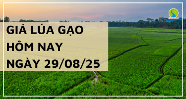 Giá Lúa Gạo Hôm Nay Ngày 29/8/2025: Thị Trường Giữ Giá Ổn Định