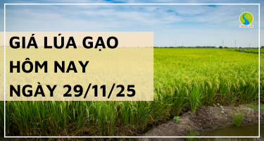 Giá Lúa Gạo Hôm Nay Ngày 29/11/2025: Giao Dịch Chậm