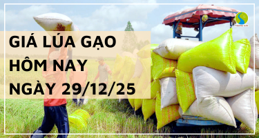 Giá Lúa Gạo Hôm Nay Ngày 29/12/2025: Thị Trường Đi Ngang
