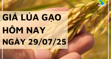 Giá Lúa Gạo Hôm Nay Ngày 29/7/2025: Gạo Nguyên Liệu Tăng Nhẹ