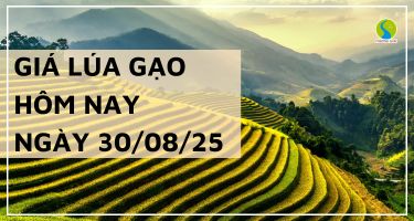 Giá Lúa Gạo Hôm Nay Ngày 30/8/2025: Giá Gạo Tăng Mạnh