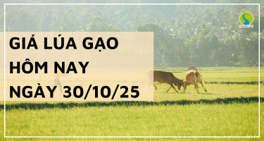 Giá Lúa Gạo Hôm Nay Ngày 30/10/2025: Thị Trường Giữ Nhịp Ổn Định