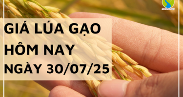 Giá Lúa Gạo Hôm Nay Ngày 30/7/2025: Giá Lúa Tươi Tăng Nhẹ