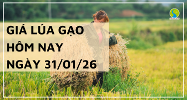 Giá Lúa Gạo Hôm Nay Ngày 31/1/2026: Thị Trường Giao Dịch Chậm