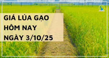 Giá Lúa Gạo Hôm Nay Ngày 3/10/2025: Giá Gạo Giảm Nhẹ