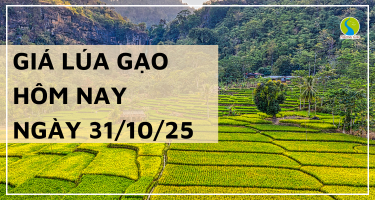Giá Lúa Gạo Hôm Nay Ngày 31/10/2025: Giá Trong Nước Ổn Định