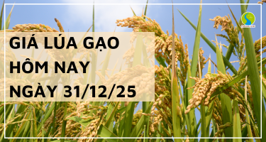 Giá Lúa Gạo Hôm Nay Ngày 31/12/2025: Xuất Khẩu Lao Dốc