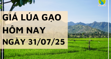 Giá Lúa Gạo Hôm Nay Ngày 31/7/2025: Gạo Xuất Khẩu Bật Tăng Cuối Tháng
