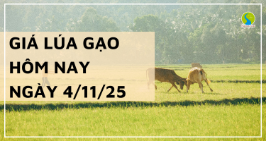 Giá Lúa Gạo Hôm Nay Ngày 4/11/2025: Gạo Nguyên Liệu Giảm Nhẹ