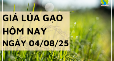Giá Lúa Gạo Hôm Nay Ngày 4/8/2025: Giao Dịch Trầm Lắng Toàn Tuyến