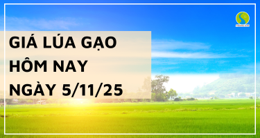 Giá Lúa Gạo Hôm Nay Ngày 5/11/2025: Gạo Nguyên Liệu Giảm Nhẹ