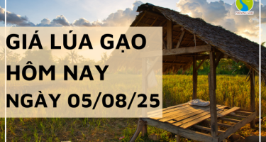 Giá Lúa Gạo Hôm Nay Ngày 5/8/2025: Gạo Nguyên Liệu Giảm Nhẹ