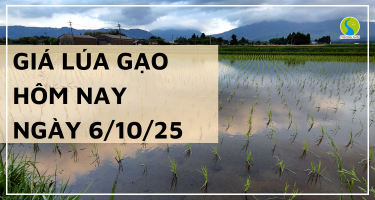 Giá Lúa Gạo Hôm Nay Ngày 6/10/2025: Giao Dịch Trầm Lắng 