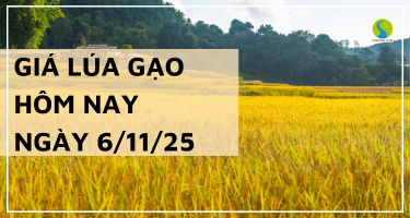 Giá Lúa Gạo Hôm Nay Ngày 6/11/2025: Giao Dịch Lúa Gạo Chững Lại