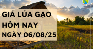 Giá Lúa Gạo Hôm Nay Ngày 6/8/2025: Xu Hướng Giá Gạo Giảm