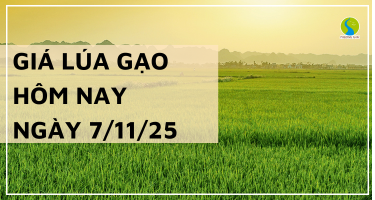 Giá Lúa Gạo Hôm Nay Ngày 7/11/2025: Lúa Giảm Nhẹ