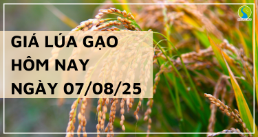 Giá Lúa Gạo Hôm Nay Ngày 7/8/2025: Gạo Nguyên Liệu Xuất Khẩu Giảm Nhẹ