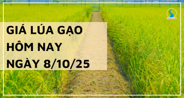 Giá Lúa Gạo Hôm Nay Ngày 8/10/2025: Giao Dịch Lúa Gạo Chững Lại