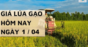 Giá lúa gạo 1/04 tại Đồng bằng sông Cửu Long tăng với gạo và lúa giảm