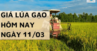 Giá lúa gạo hôm nay ngày 11/3 tại Đồng bằng sông Cửu Long không có biến động so với cuối tuần trước