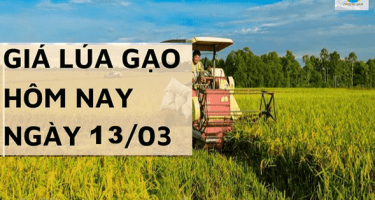 Giá lúa gạo hôm nay ngày 13/3 tại khu vực Đồng bằng sông Cửu Long biến động trái chiều giữa lúa và gạo