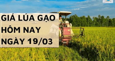 Hôm nay ngày 19/3/2024 tại Đồng bằng sông Cửu Long giá lúa tăng, gạo giảm