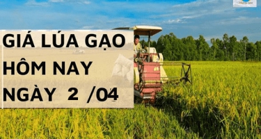 Giá lúa gạo hôm nay ngày 2/4 tại Đồng bằng sông Cửu Long giá gạo tăng