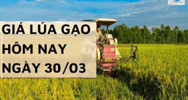 Giá lúa gạo 30/3/2024 tại Đồng bằng sông Cửu Long vẫn duy trì ổn định