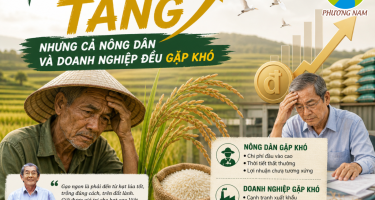 Giá lúa tăng nhưng cả nông dân và doanh nghiệp đều gặp khó
