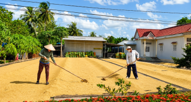Vòng Luẩn Quẩn “Được Mùa Mất Giá”