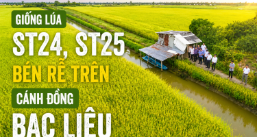 Giống lúa ST24, ST25 bén rễ trên cánh đồng Bạc Liêu