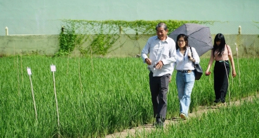 Hành trình cây lúa Việt Nam: Từ hạt gạo cứu đói đến thương hiệu "ngon nhất thế giới"