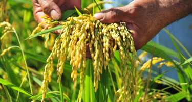 Hạt gạo Việt trước cuộc chơi mới của thế giới