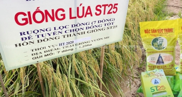 Kỹ sư Hồ Quang Cua: Gạo ST25 (gạo Ông Cua) trồng mấy vụ trong năm?