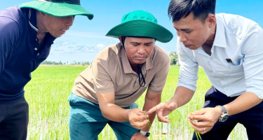 Hồi Sinh Đất Phèn Để Cánh Đồng Lúa Luôn Xanh Khỏe