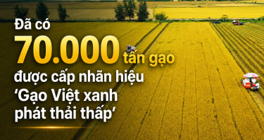 Hơn 70.000 tấn gạo được cấp nhãn hiệu “Gạo Việt xanh phát thải thấp”